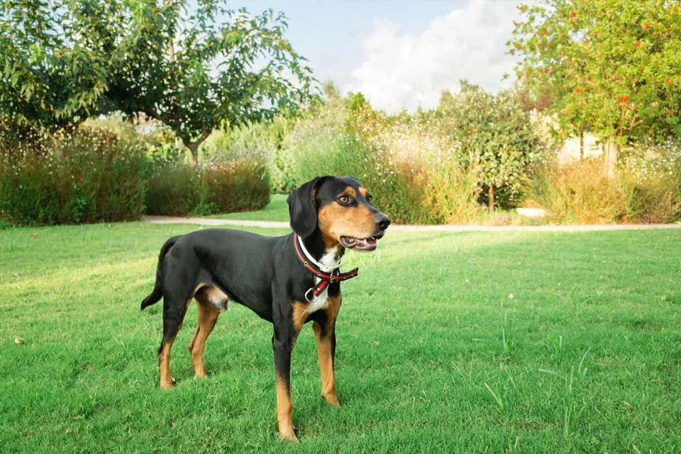 Les robots tondeuses sont-ils dangereux ? Les robots tondeuses sont ils dangereux